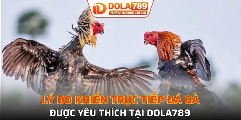 4 lợi ích khi xem đá gà tại DOLA789 