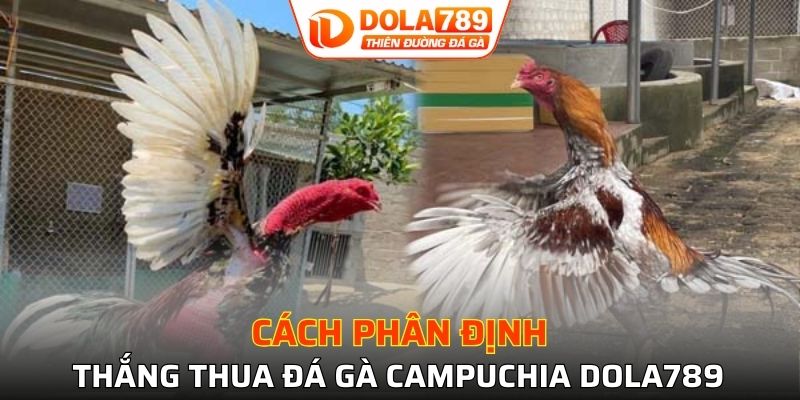 Bỏ túi cách xác định thắng thua trong chọi kê Campuchia