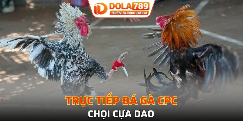 Chọi cựa dao đầy hấp dẫn