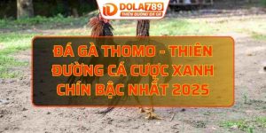 đá gà Thomo