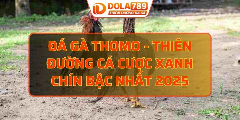 đá gà Thomo