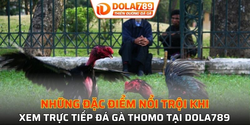 Điểm nổi bật cần chú ý khi xem trực tiếp đá gà thomo