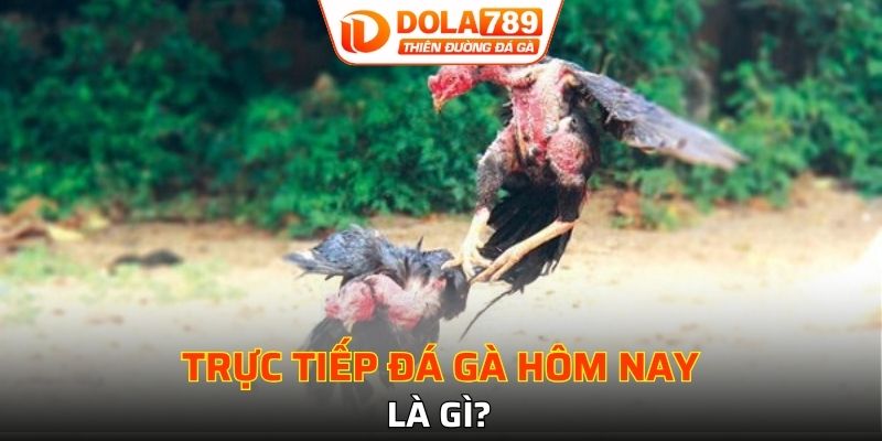 Đôi điều về trực tiếp chọi gà hôm nay