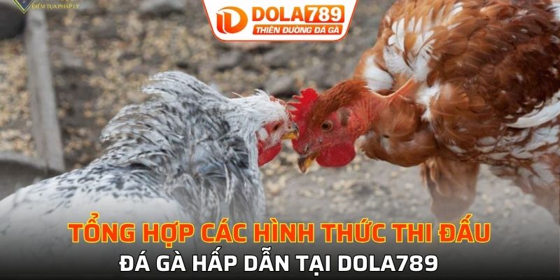 Khám phá các hình thức trực tiếp đá gà C3 hấp dẫn