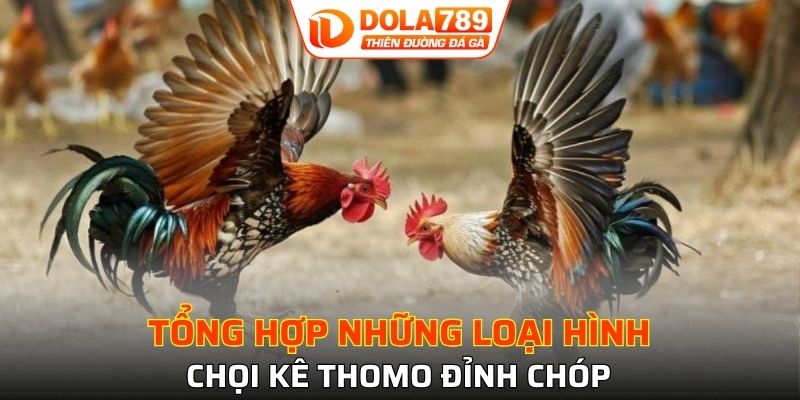 Khám phá tựa game chọi kê Thomo cựa dao kịch tính