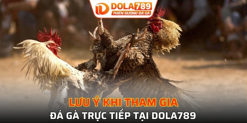 Lưu ý khi chơi đá gà tại DOLA789