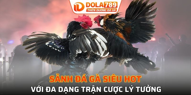 Sảnh đá gà siêu hot với đa dạng trận cược lý tưởng