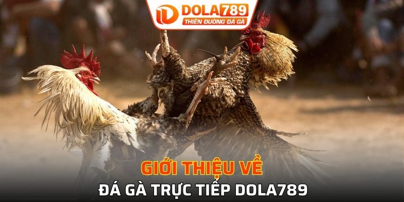 Sơ lược về đá gà trực tiếp DOLA789