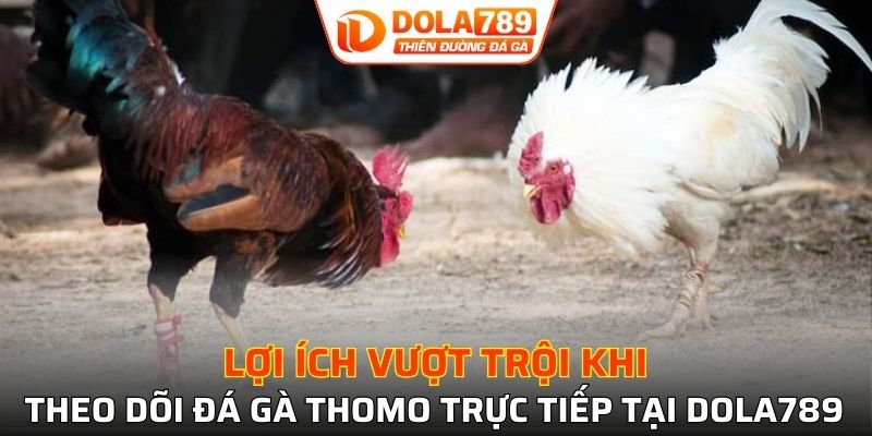Tận hưởng không khí đá gà Thomo trực tiếp chân thực nhất