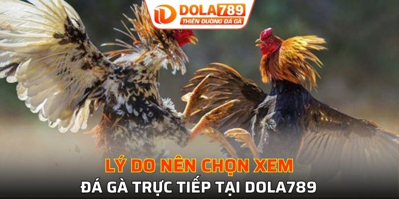 Tham gia xem tại DOLA789 nhận ngay 4 lợi ích hấp dẫn