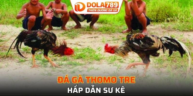 Tìm hiểu bộ môn chọi kê Thomo nòi độc đáo