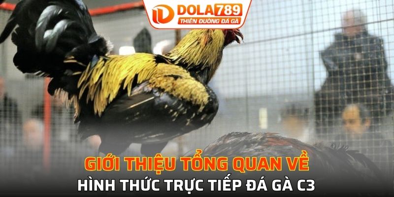 Tổng quan đôi nét về đá gà C3 hot hit