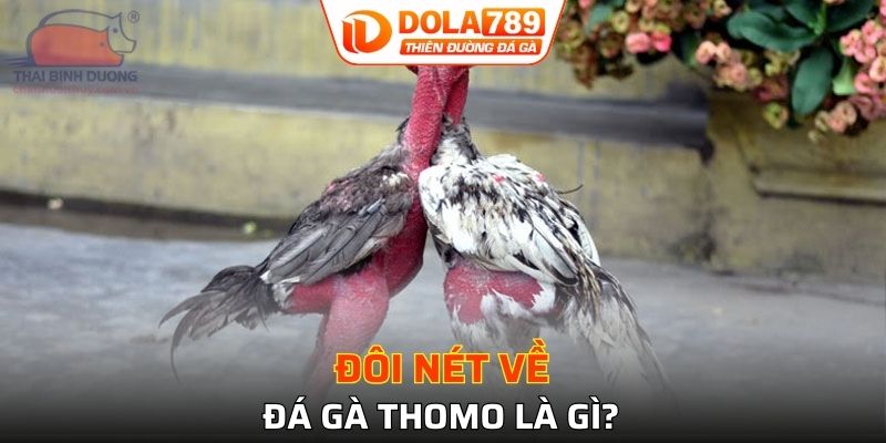 Tổng quan về siêu phẩm đá gà Thomo lôi cuốn