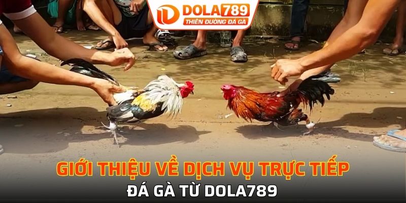 Tổng quan về trực tiếp đá gà tại DOLA789 