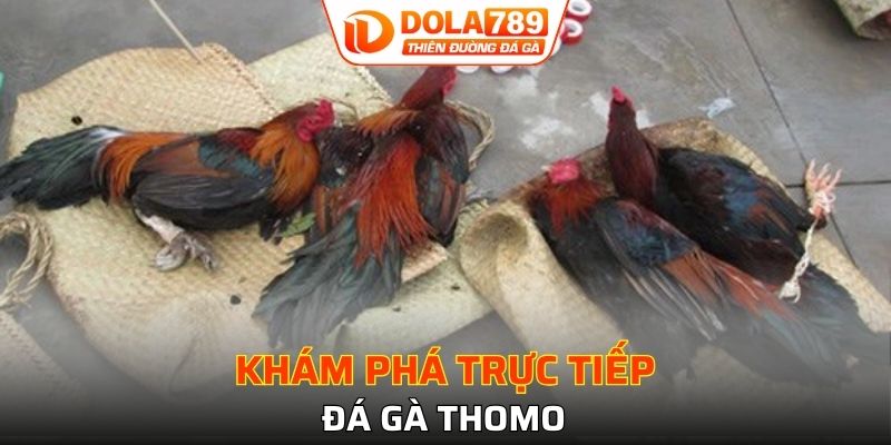 Tổng quát đôi chút về trực tiếp đá gà thomo