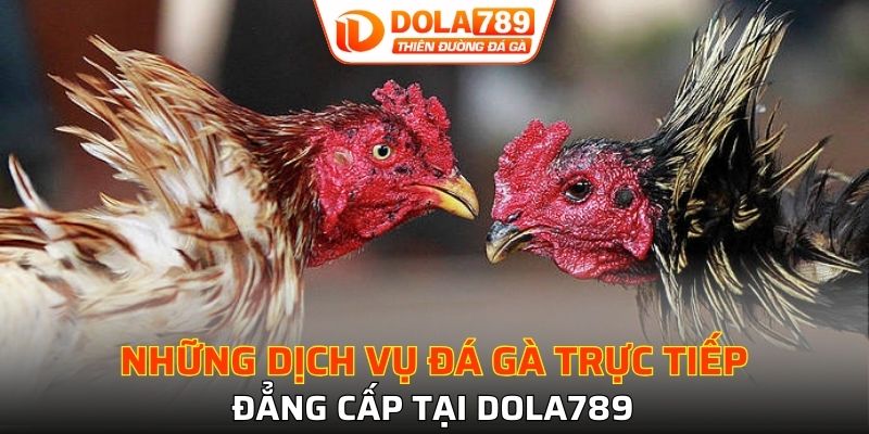 Top 3 hình thức đấu gà phổ biến tại nhà cái