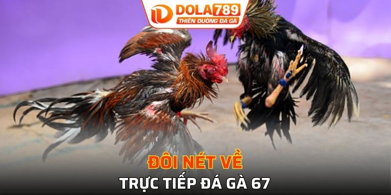 Trực tiếp đá gà 67 - Xem thoả thích, thỏa đam mê