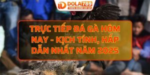 Trực tiếp đá gà hôm nay