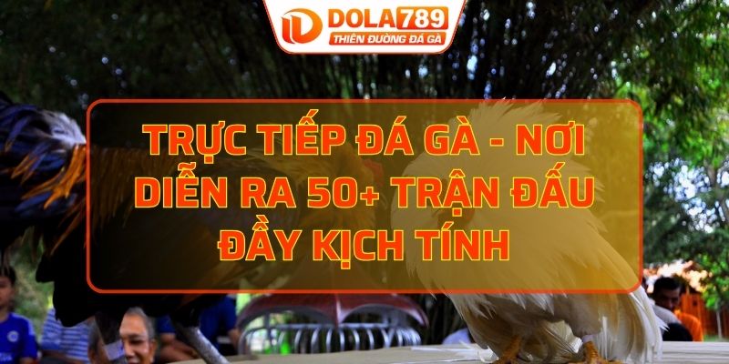 trực tiếp đá gà