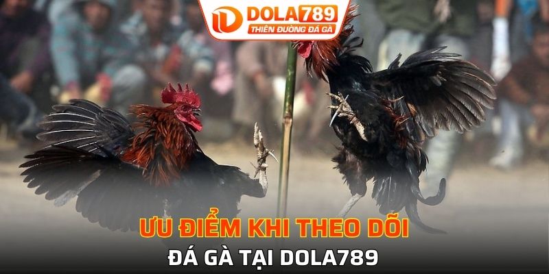 Ưu điểm khi xem trực tiếp đá gà CPC tại DOLA789