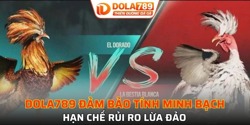 Yên tâm trải nghiệm chọi kê Thomo trực tiếp tại DOLA789